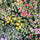 P-40365 Pastorelle Spandex Fabric – Soft Stretch Fabric for Swimwear, Leggings & Activewear by the Yard - Spandexbyyard