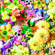 SPT 6637 FLOWER SKULLS AND PEGASUS - Spandexbyyard