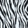 40990 New Zebra Vertical - Spandexbyyard