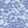 41332 Lace De Luxe - Spandexbyyard
