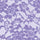 41332 Lace De Luxe - Spandexbyyard
