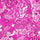 SPT - 6642 - Flower Stars 4 - Spandexbyyard